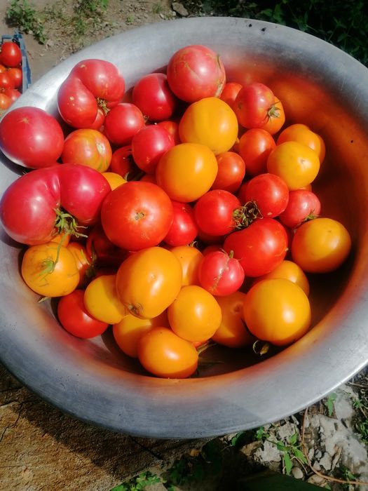 Продам домашние помидоры.