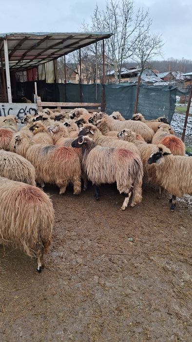 Vand 40 de oi tinere