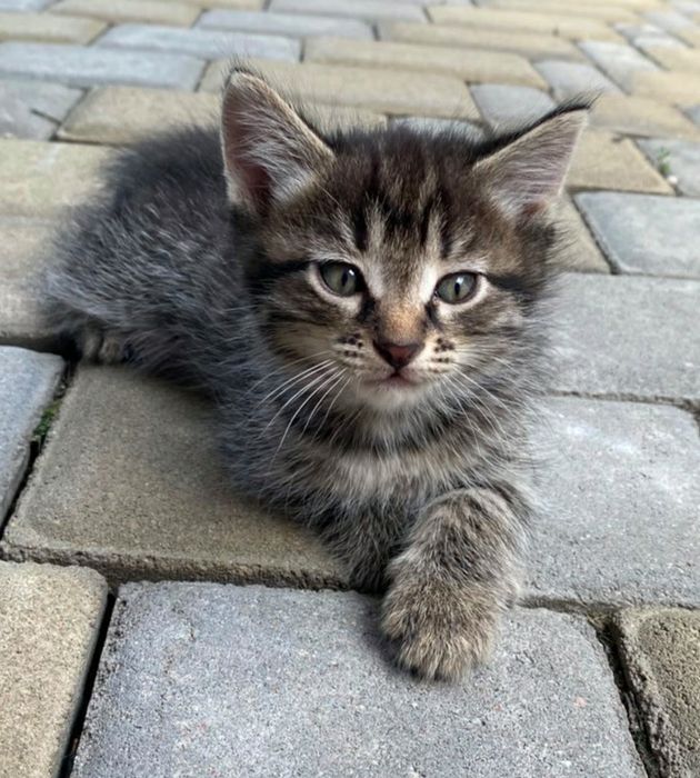 Отдам котят в добрые руки