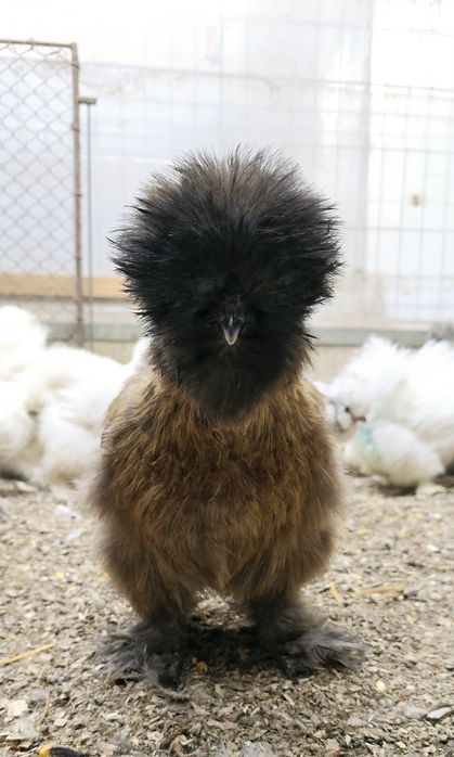 Matase japoneza tineret si adulte disponibile