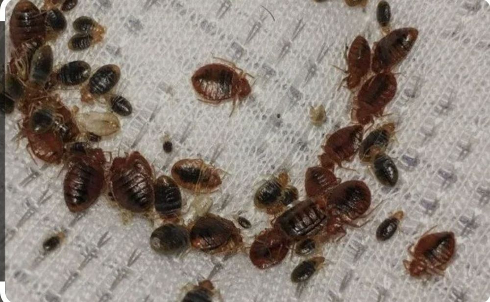 Клапа таракан пашша дори klapa tarakan passha dori