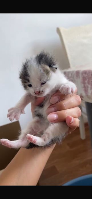 Бесплатно отдаем котят