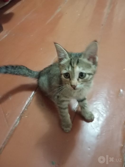 Отдаём домашних котят