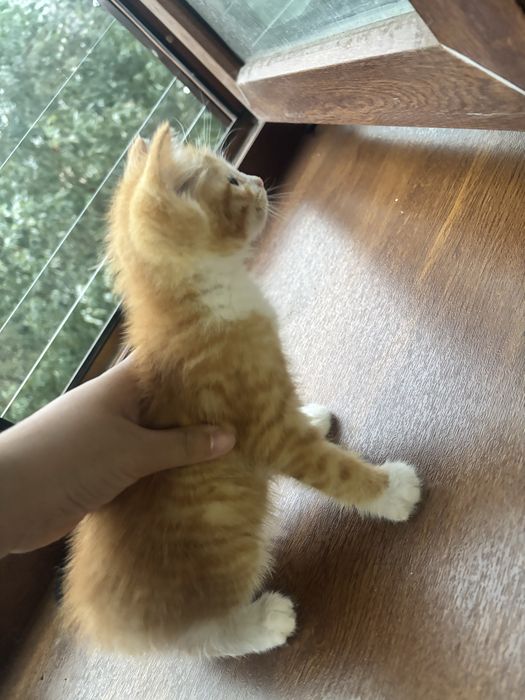 Пристраиваются котята