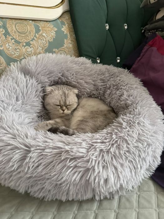 Шотландская вислоухая кошка