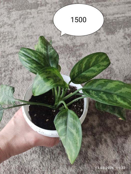 Аглаонема.Продам укоренённые отростки.