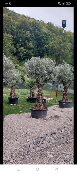 Plante la ghiveci
