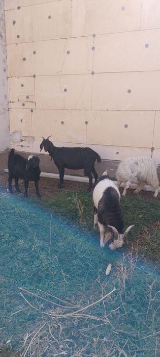 Продаю козла и козлят,без проблем по здоровью,