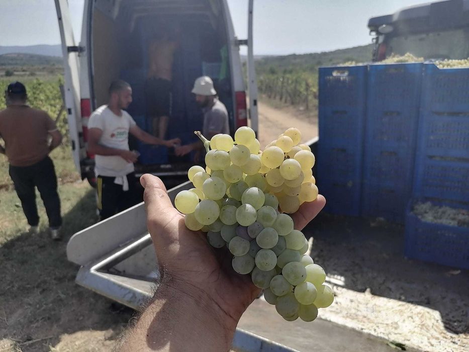 Грозде Каберне Совиньон 2025 Мускат отонел, Совиньон Блан , Траминер