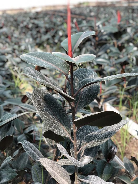 Fikuslar sotiladi ( uy va ofis uchun) Фикус