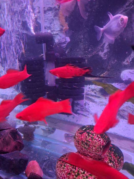 Продам взрослых мечаносцев