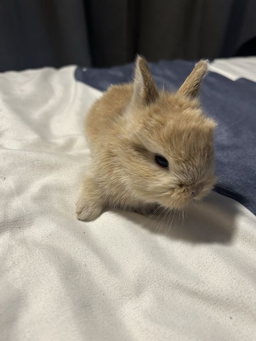 Iepurași de companie