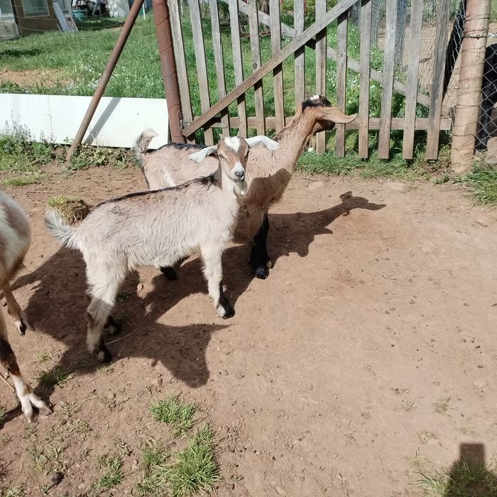 Vând doua iede e
