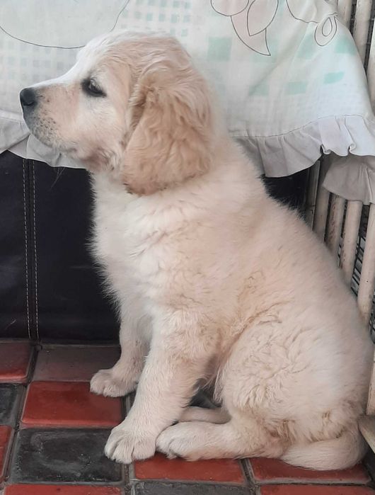 Продается девочка Голден ретривера