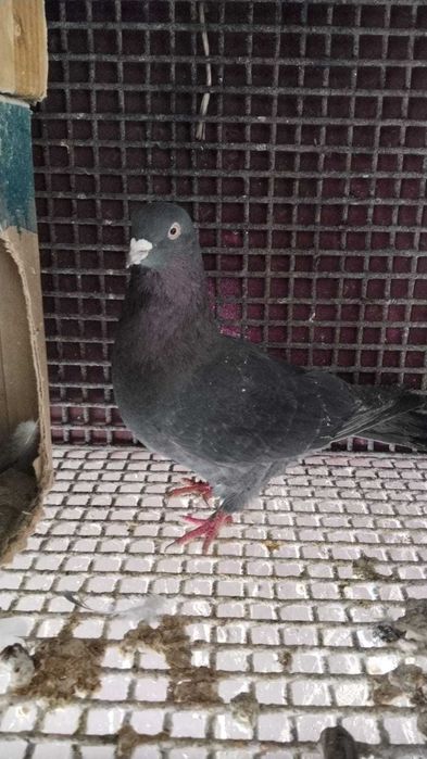 Продам сизый голубь