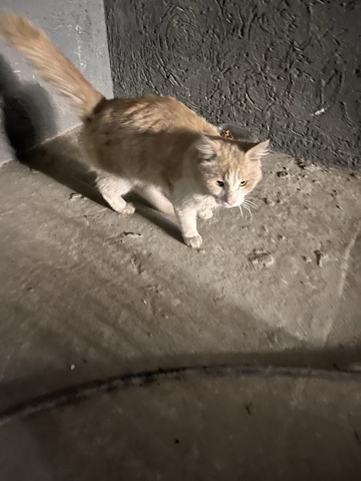 Очень ласковый котик в добрые руки