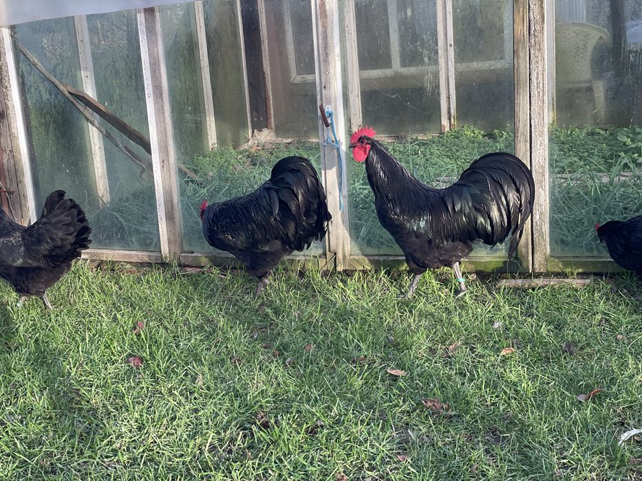 Pui gaini Australorp negru