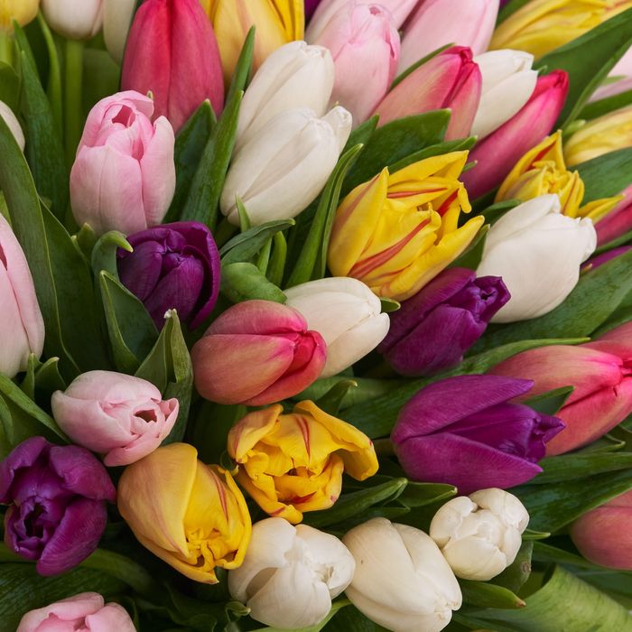 Тюльпаны к 8 марта | Свежие тюльпаны