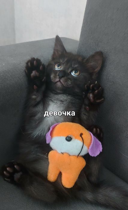 Котятам два месяца