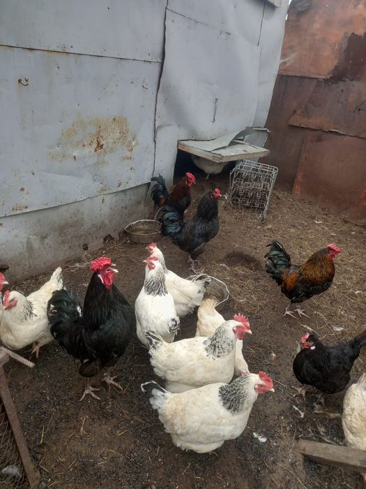 Продам петухов молодые