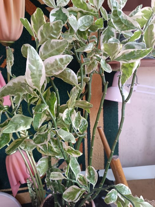 Комнатный цветок