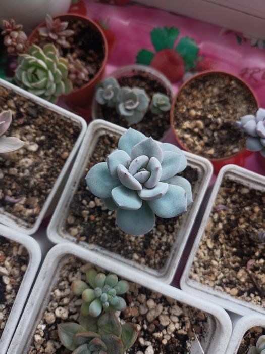 Продам редкие суккуленты!