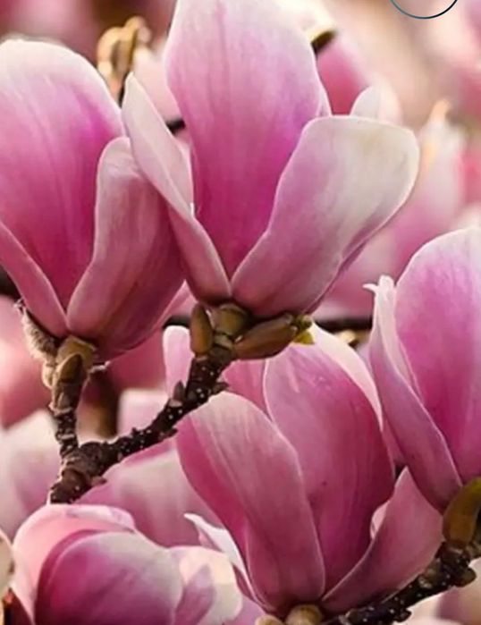 Vind magnolii sualogeana