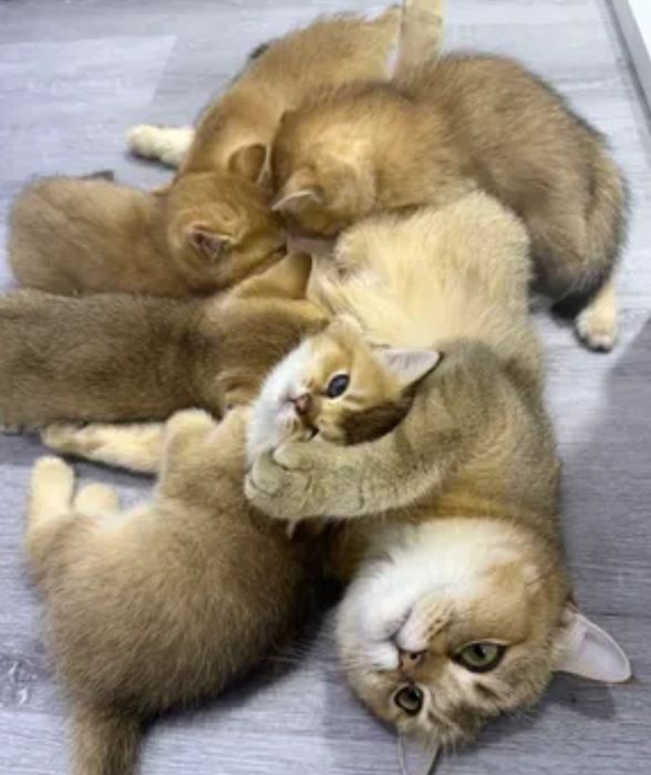 Котята шиншиллы Алматы