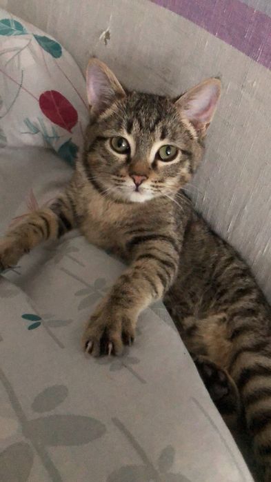 Отдам котенка в добрые рукуи