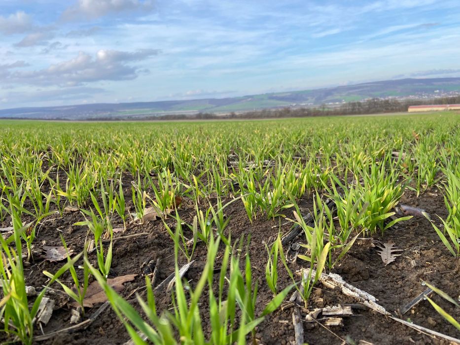 Продава се Земеделски имот в Варна, Автогара -  кв.м за 1071 €/дка - Снимка #3