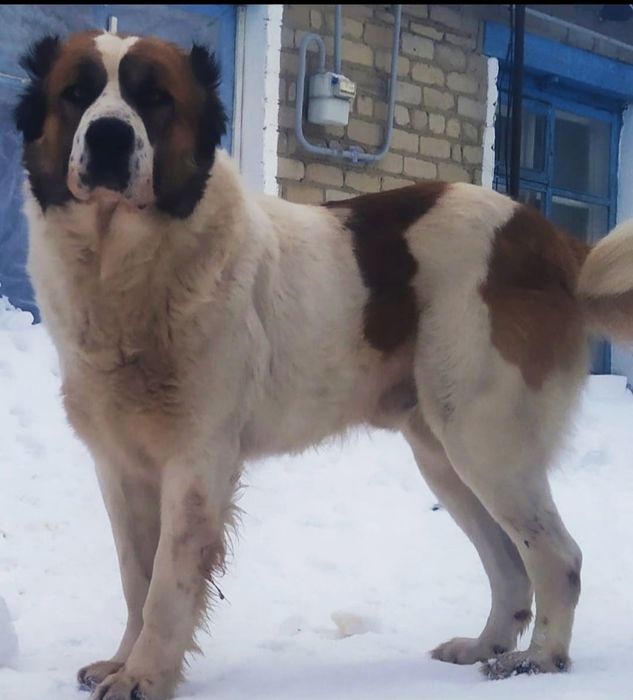 Алабай приглашает на вязку.