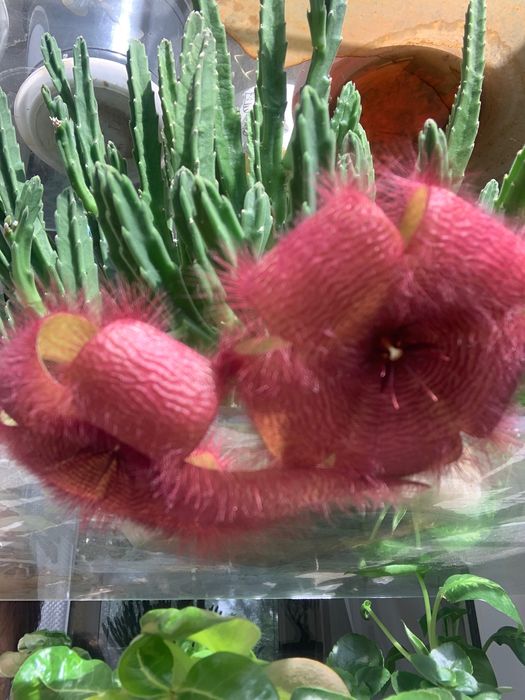 Цветок домашний Стапелия