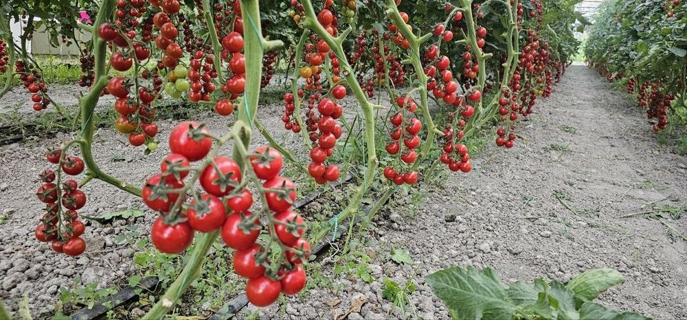 Продается помидоры черри, Помидор черри (cherry tomat) сотилади