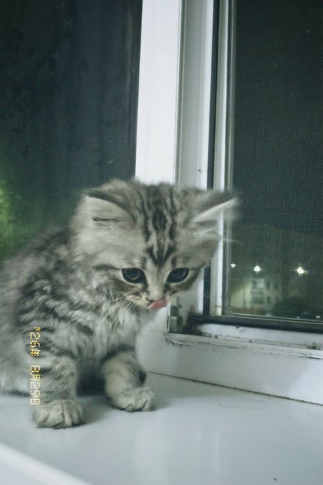 котенок шотландский