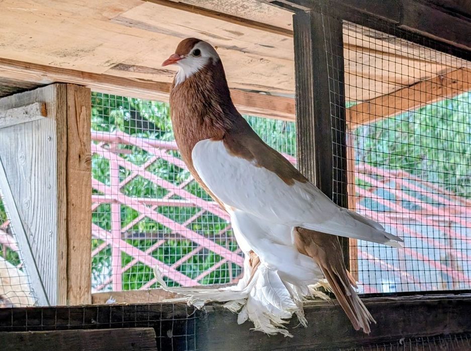 Porumbei gușați Pomerania