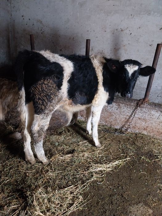 Vițică de vânzare