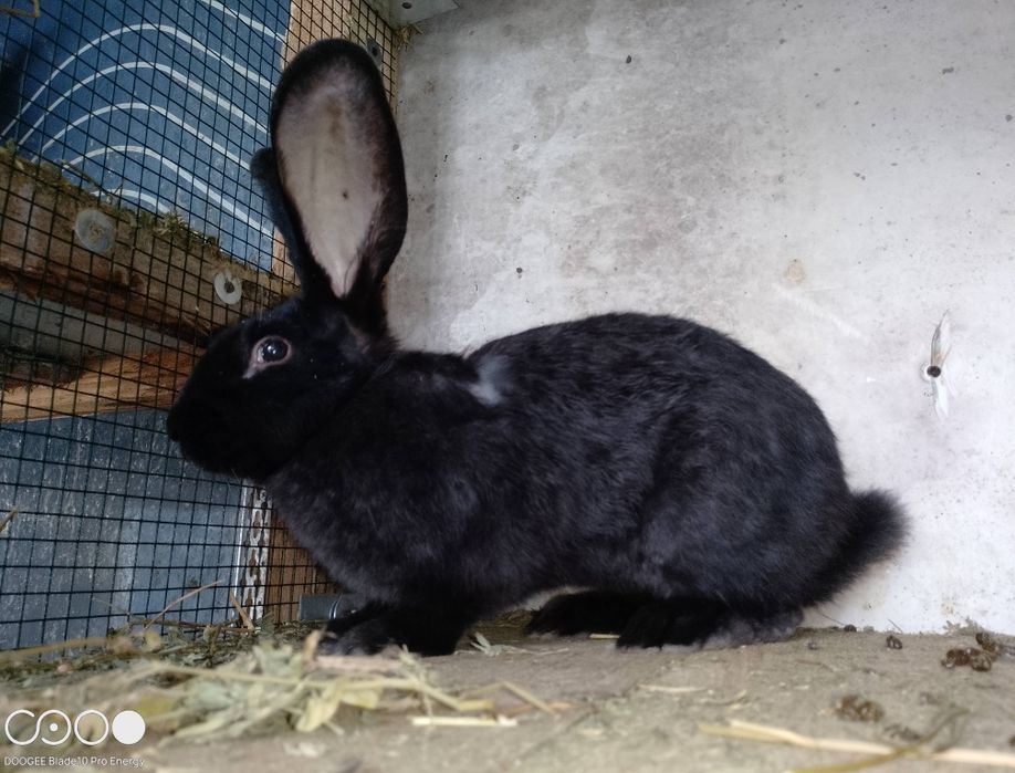 Iepuri de rasa berbec și fluture negru