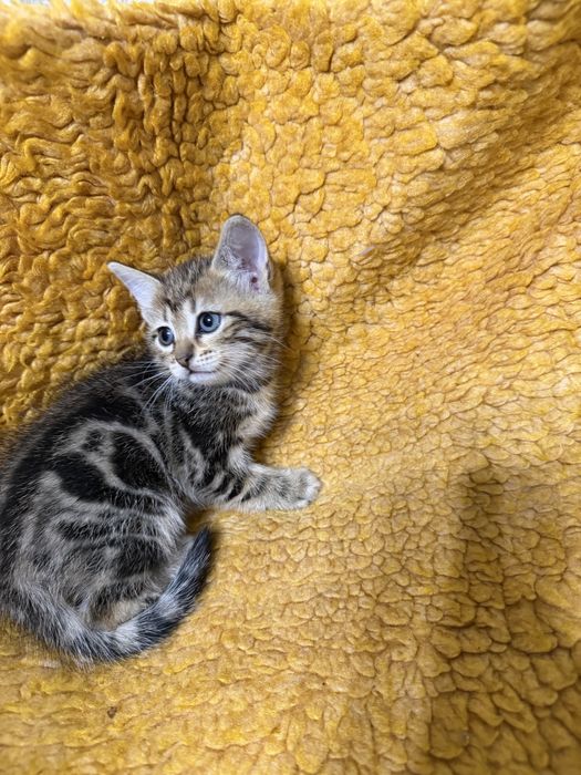 Продам шотландских котят