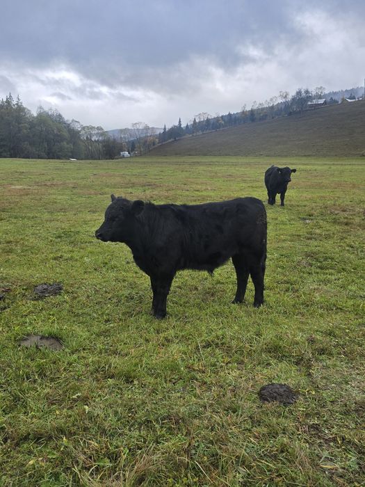 Vindem taurasi Aberdeen Angus
