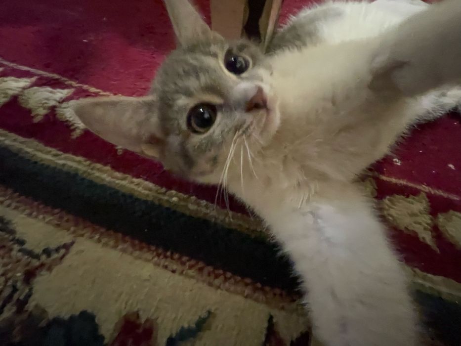 3 месяца девочка