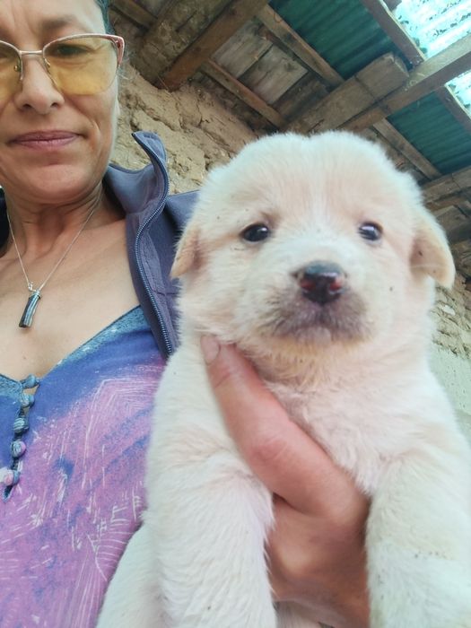 Căței pentru adopție