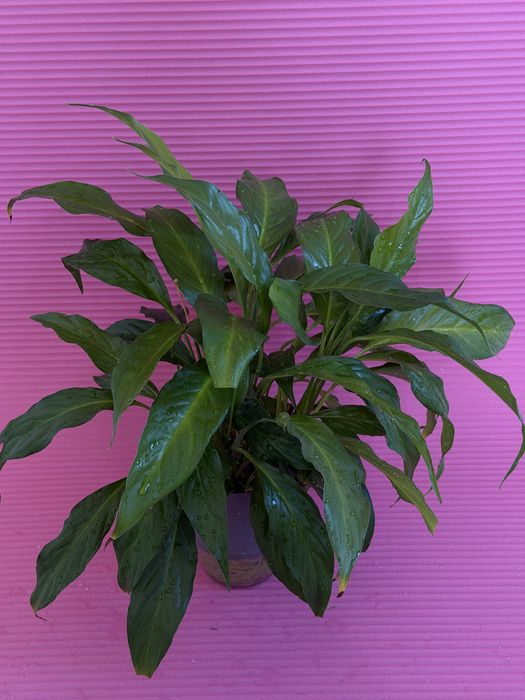 Спатифиллум, 2 вида