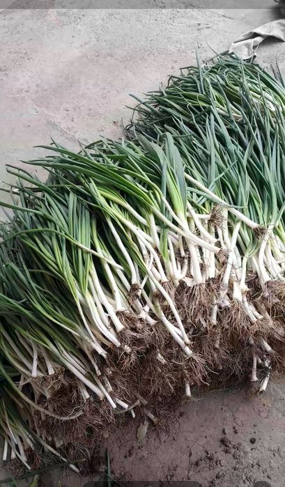 Продам зелёный лук