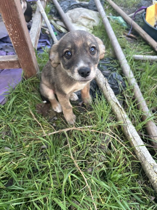 Кученца малка порода