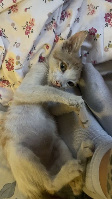 котёнок(мальчик)
