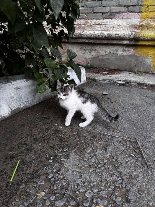 Отдам котенка в хорошие руки