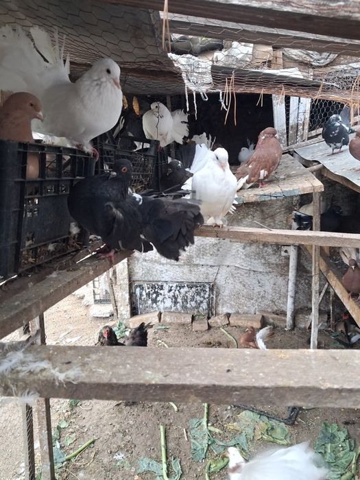 Vand porumbei rotati