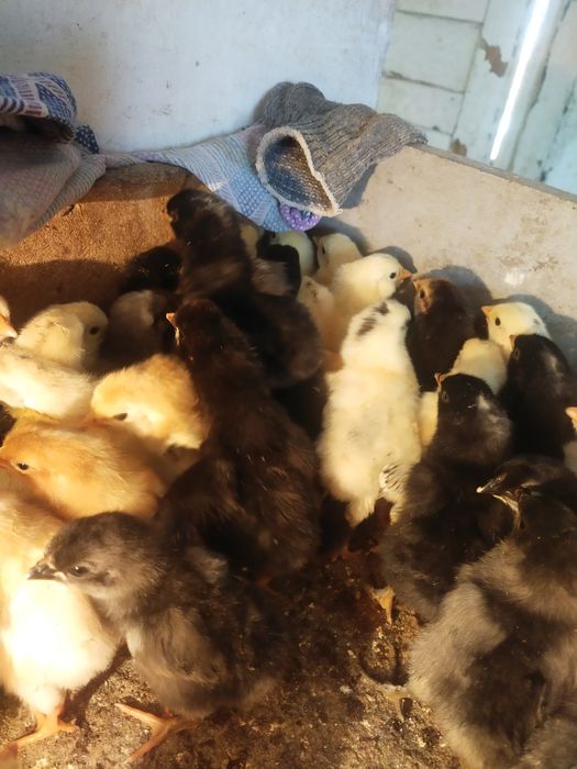 Балапандар бір күндік