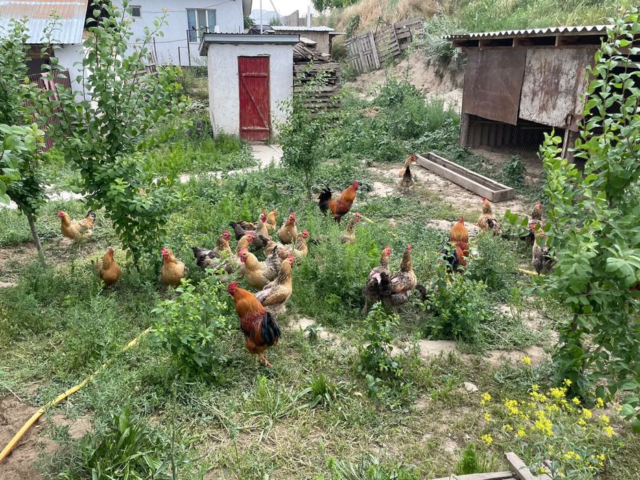 Кучинский тауықтар сатылады