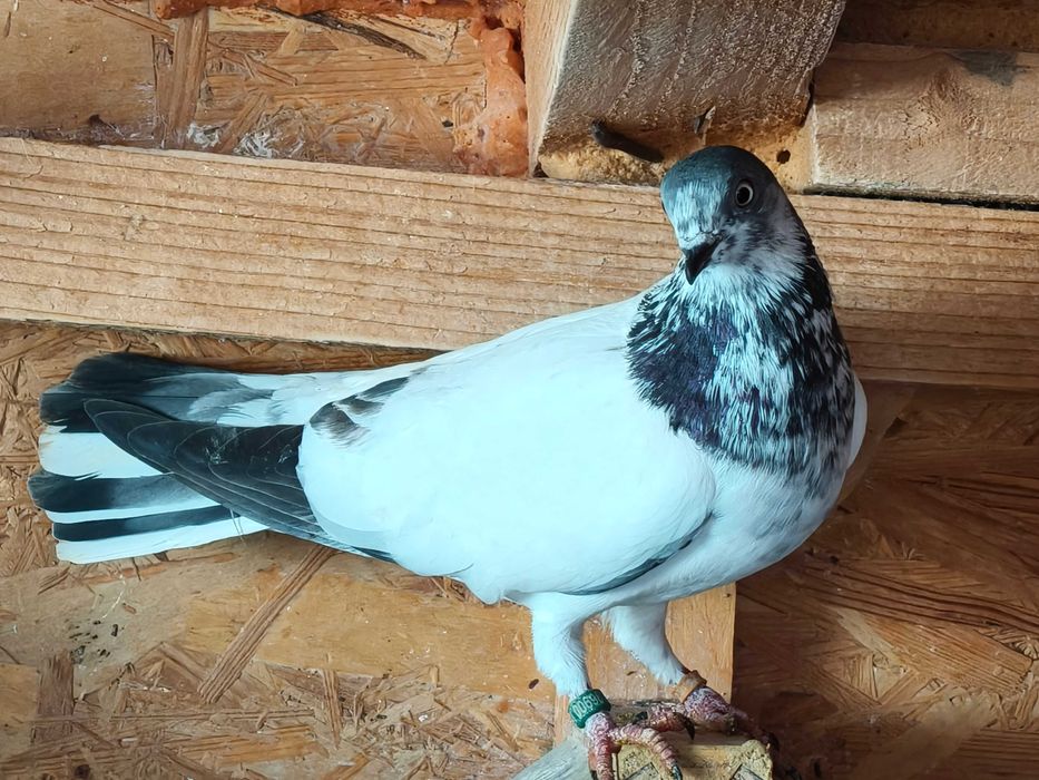 Porumbei Berzați de Budapesta